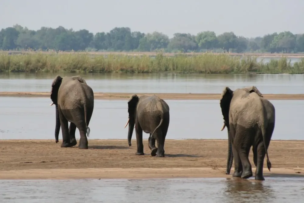 Lower Zambezi National Park — national park.