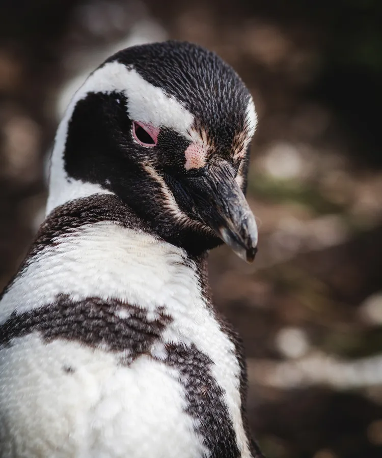 Magellanic penguin