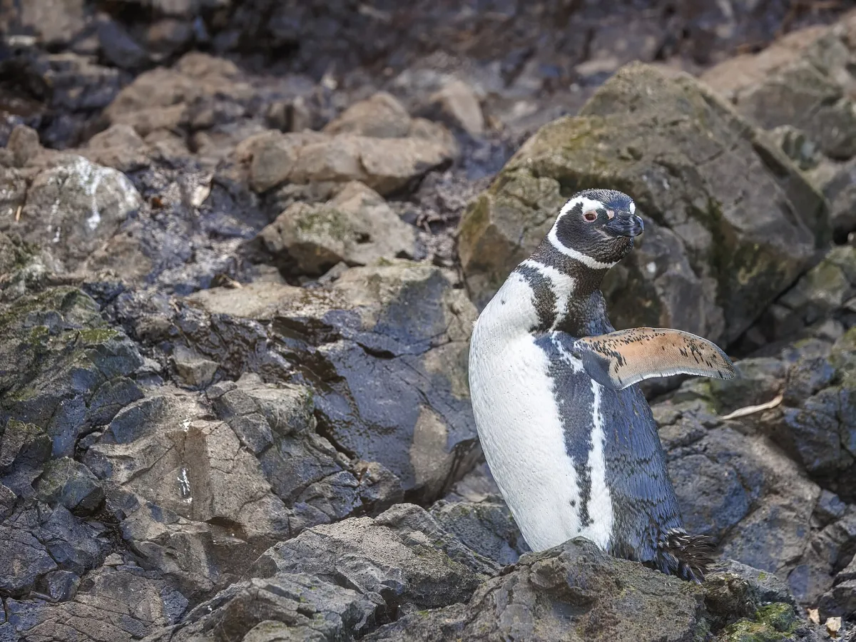 Magellanic penguin