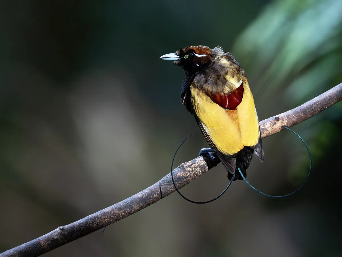 Magnificent bird-of-paradise
