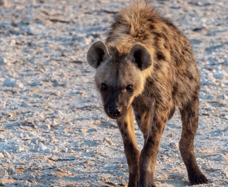 Brown hyena