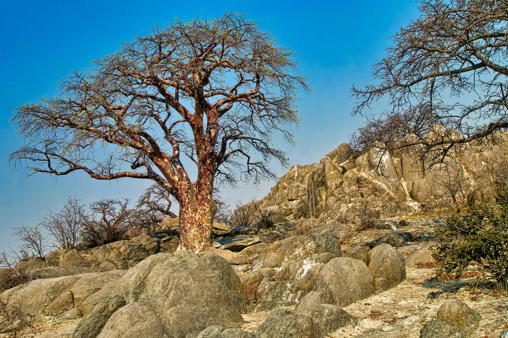 Makgadikgadi Explorer