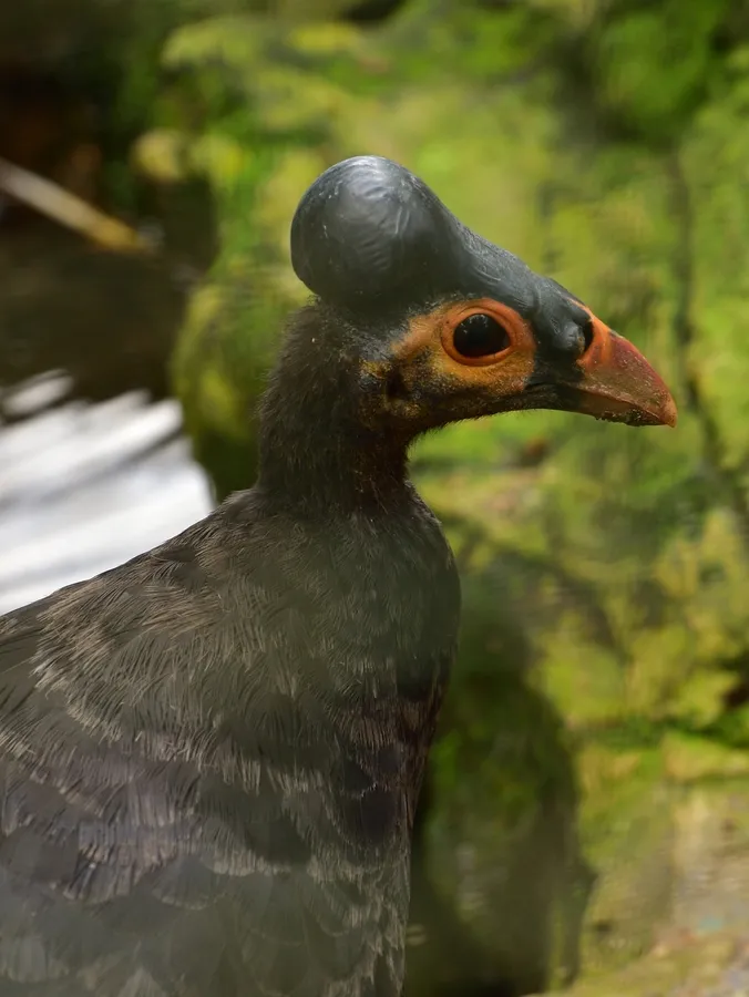 Maleo