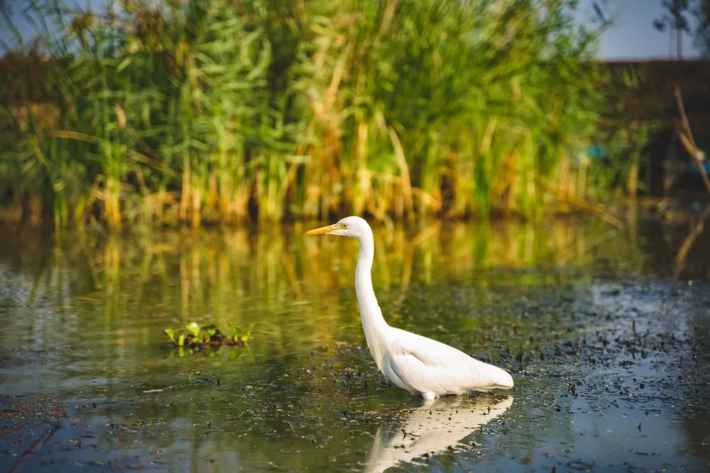 A former poacher, now a guide, poling his boat through the reeds.