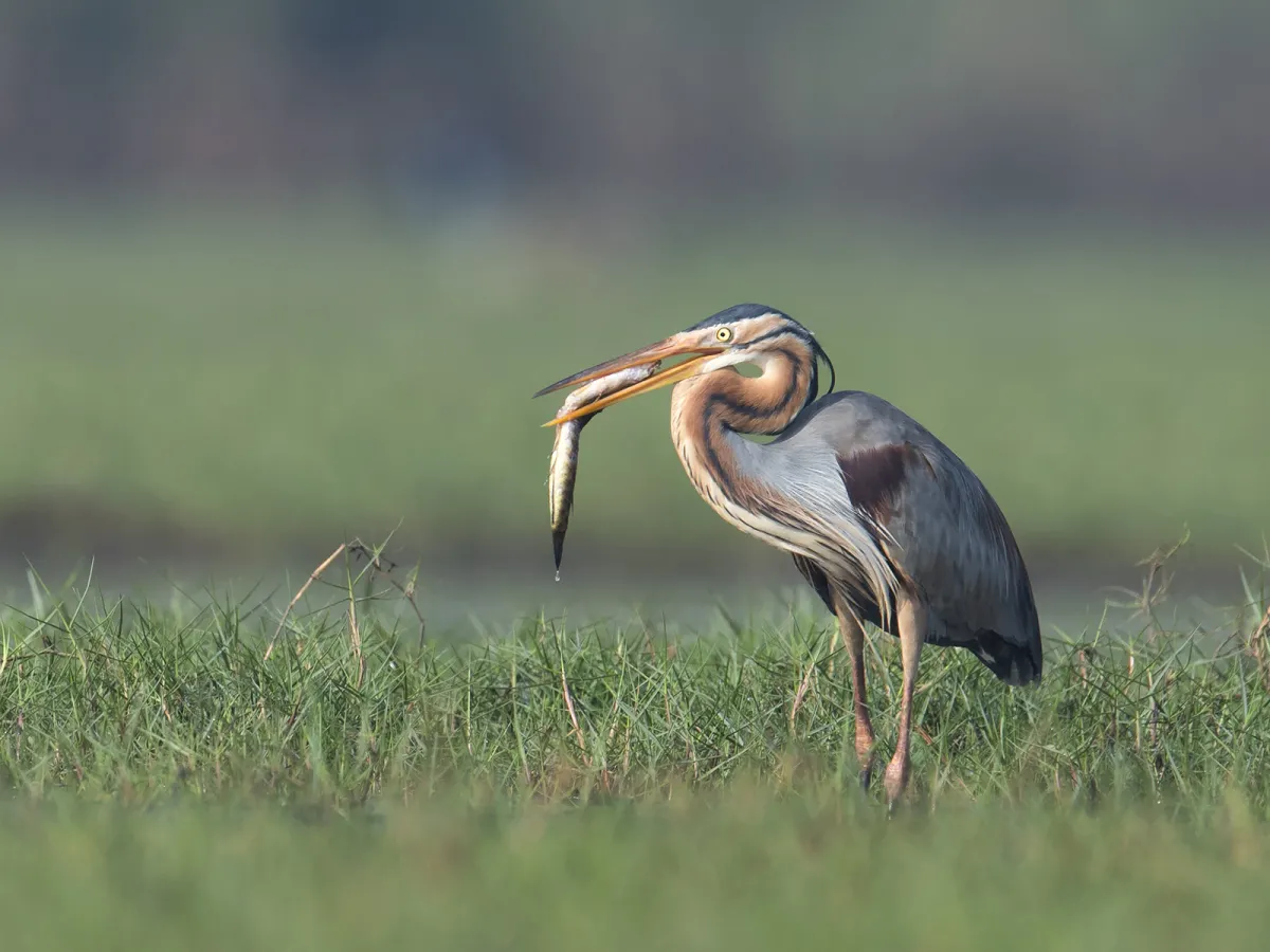 The conservation story