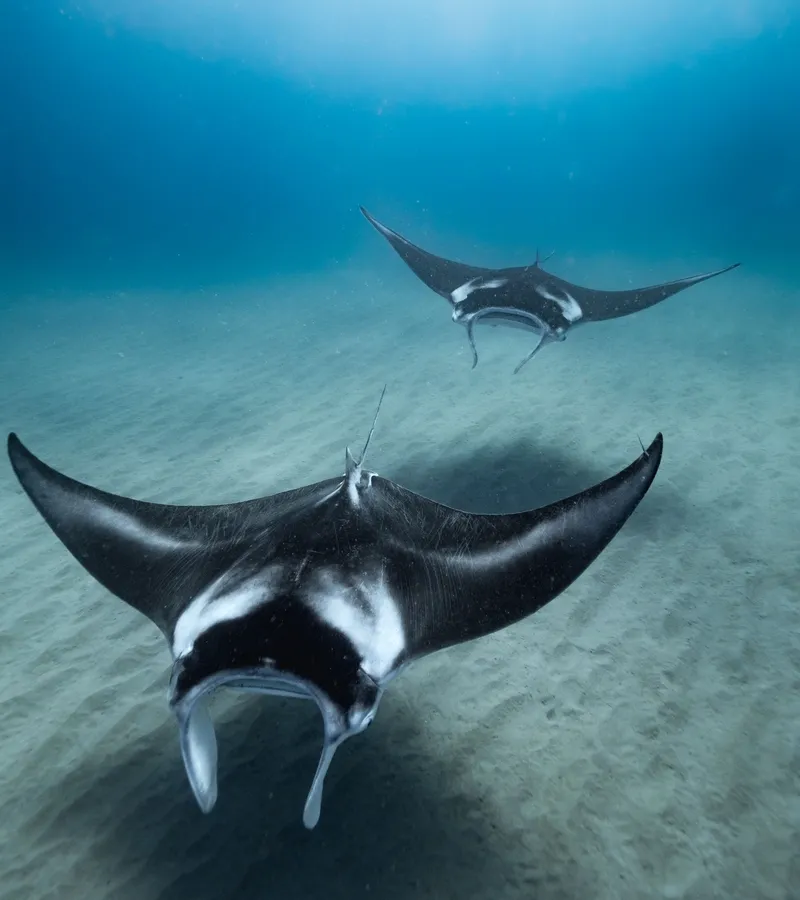 Manta ray