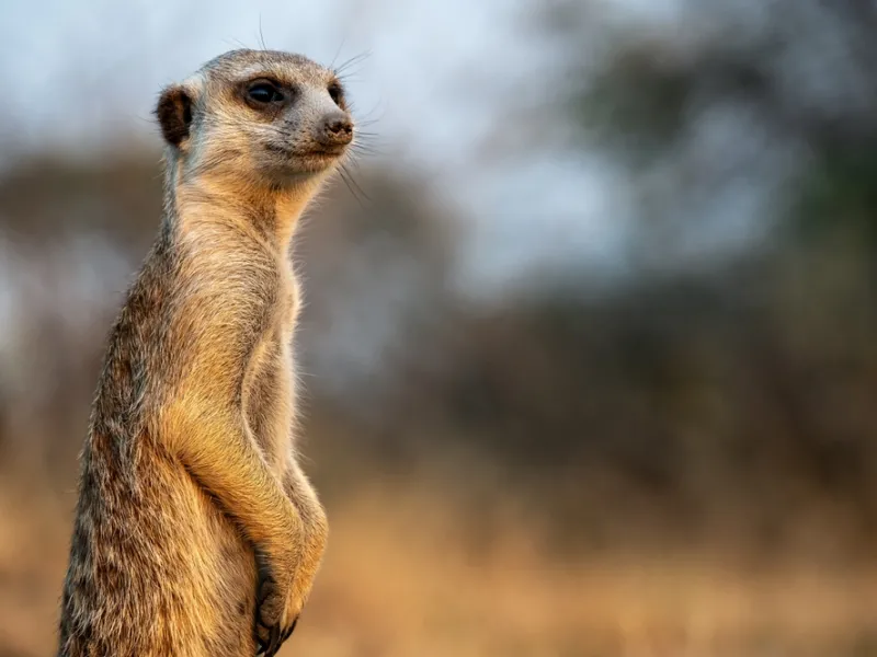 Meerkats & quirk