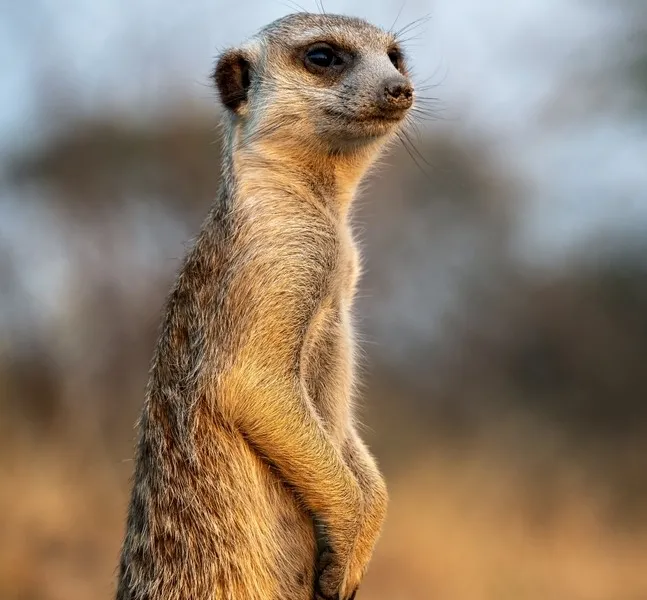 Meerkat