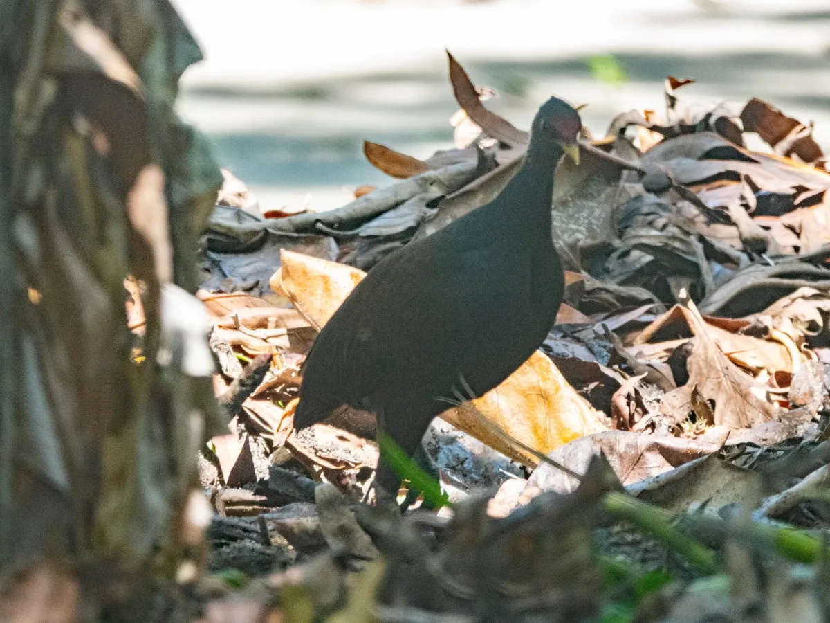 Melanesian megapode