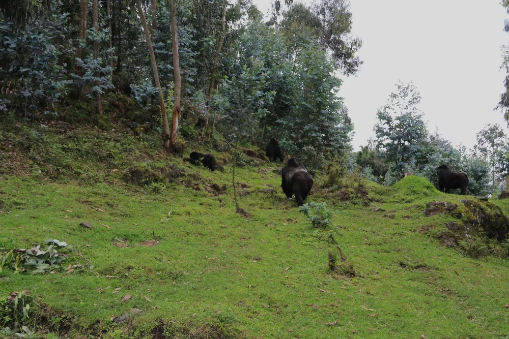 The Virunga volcanoes rising above Mgahinga's forest.