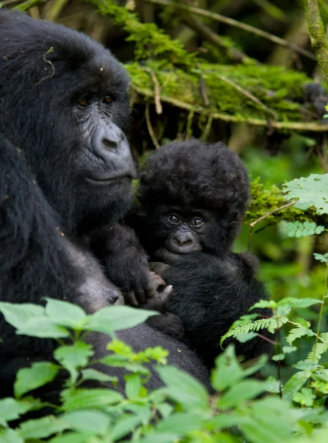 Volcano hikes