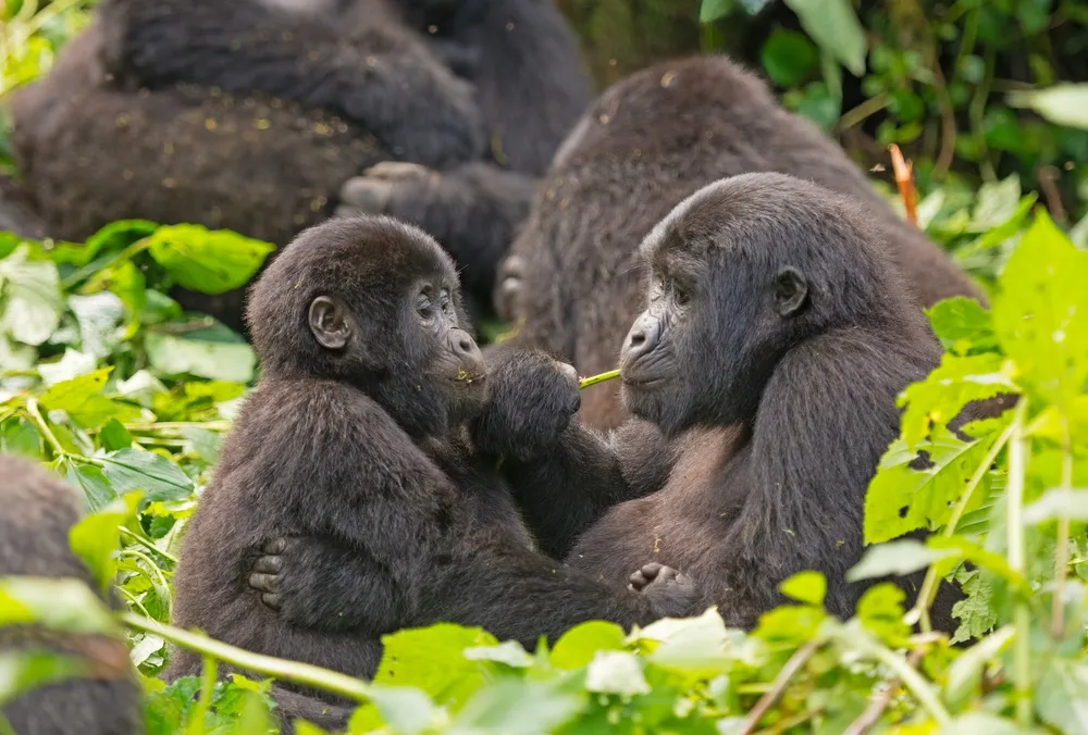 luxury-uganda