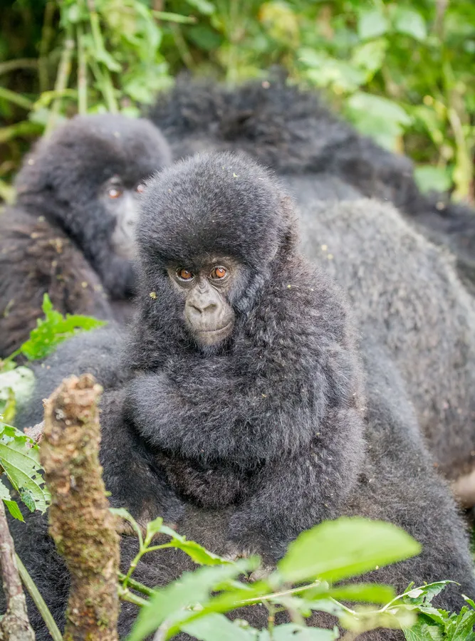 Mountain gorilla