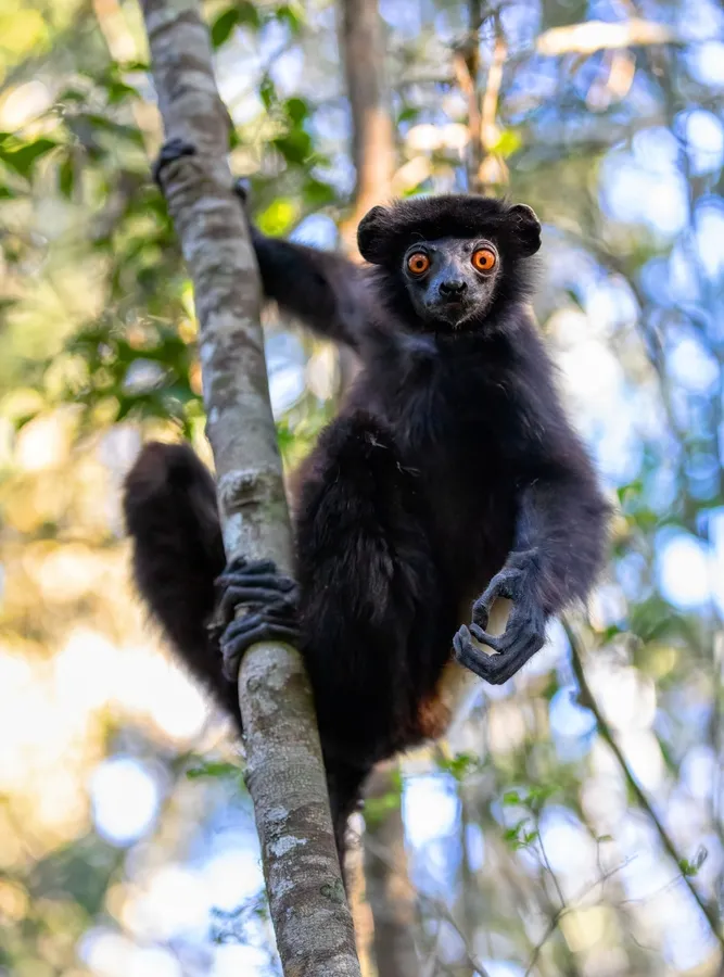 Milne-Edwards' sifaka