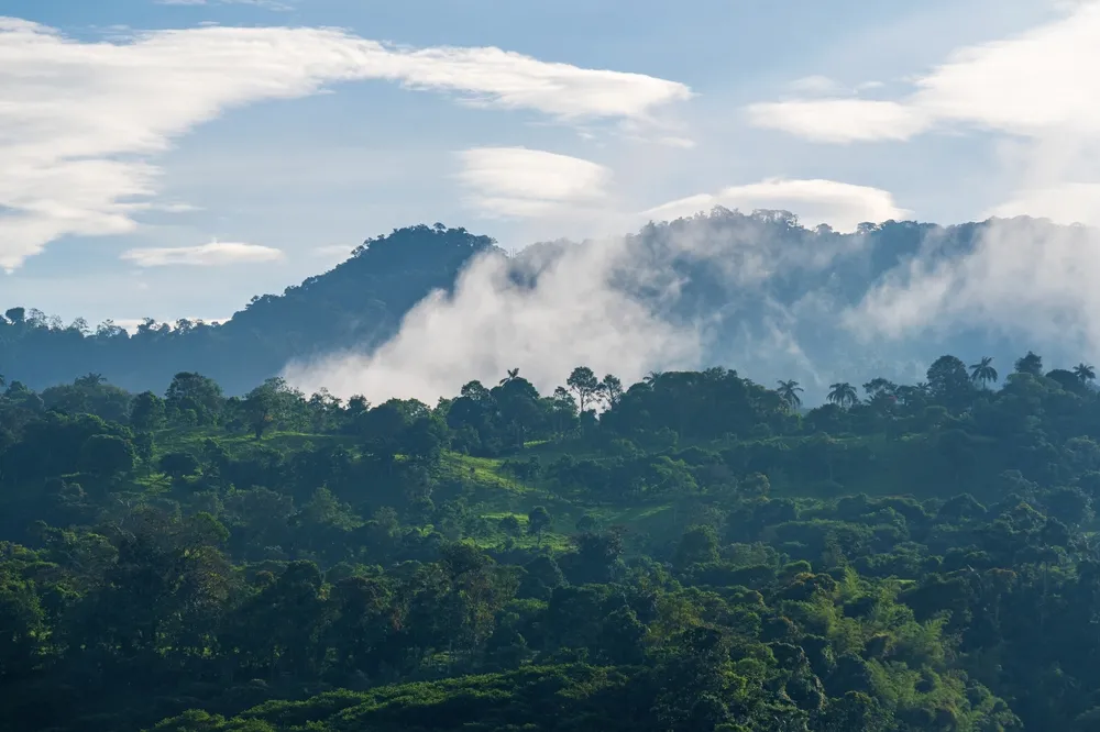 cloud-forest-amazon