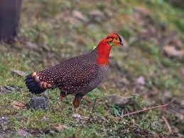 Frontier birding