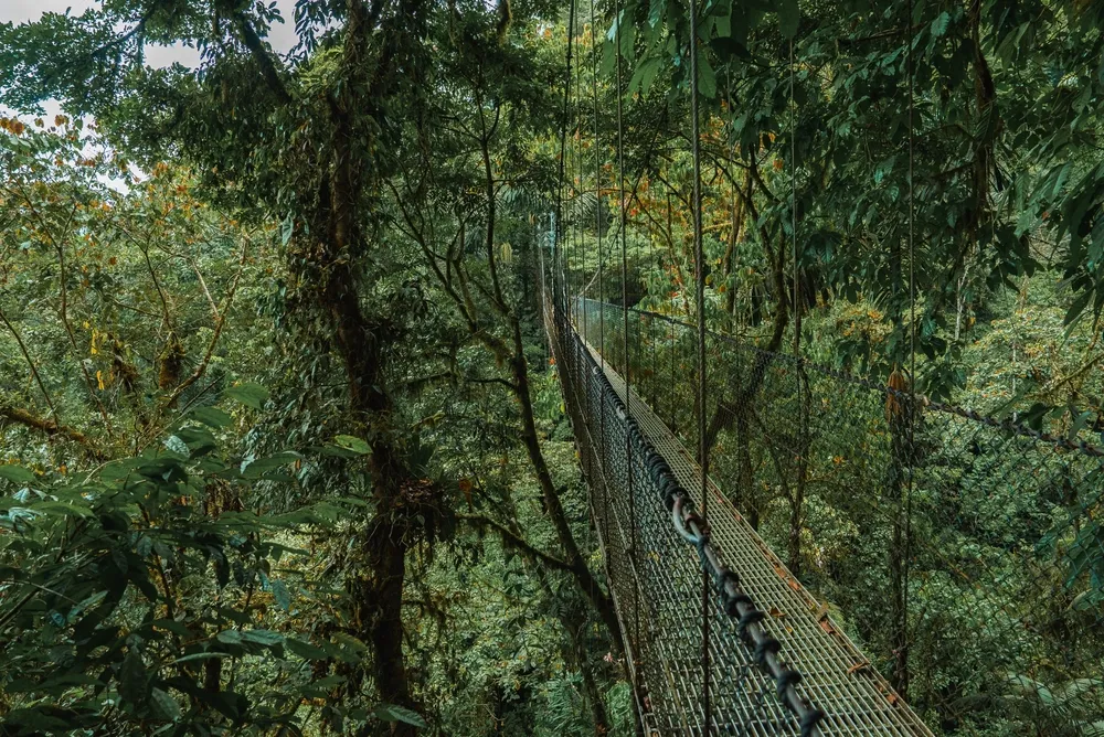 Misty cloud forest at Monteverde.