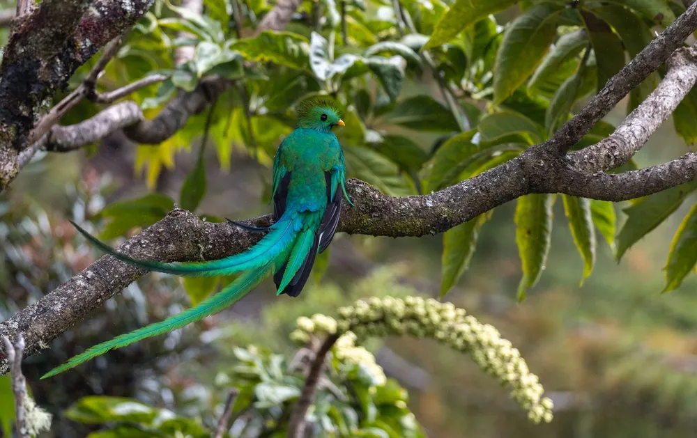 Hummingbird gallery