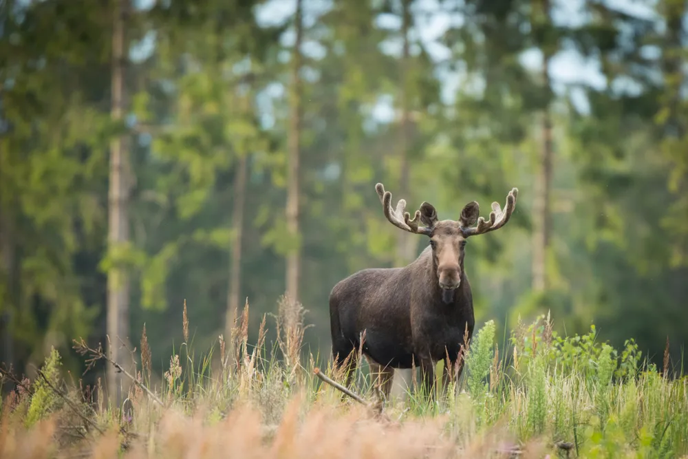 Moose