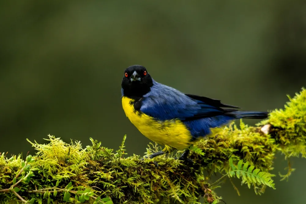Mountain tanagers