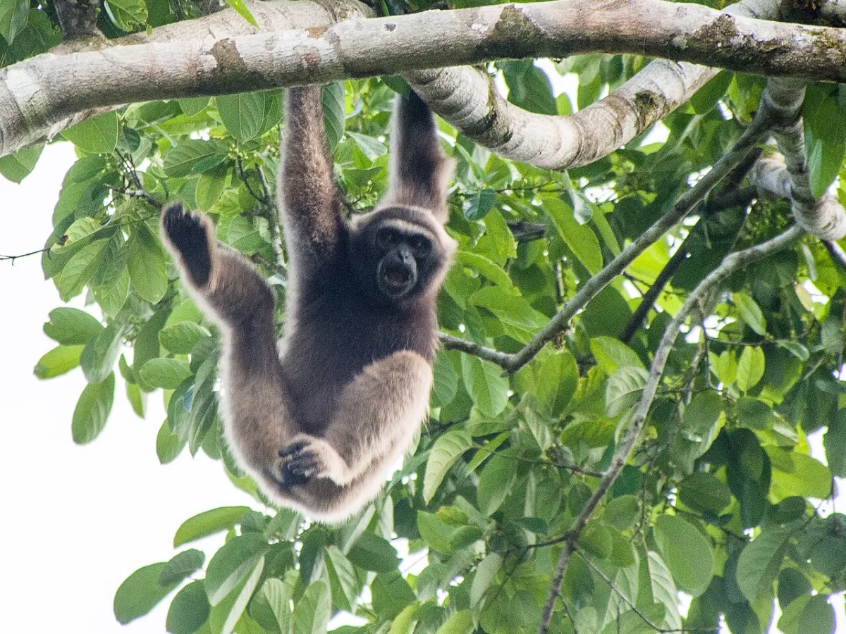 Bornean gibbon