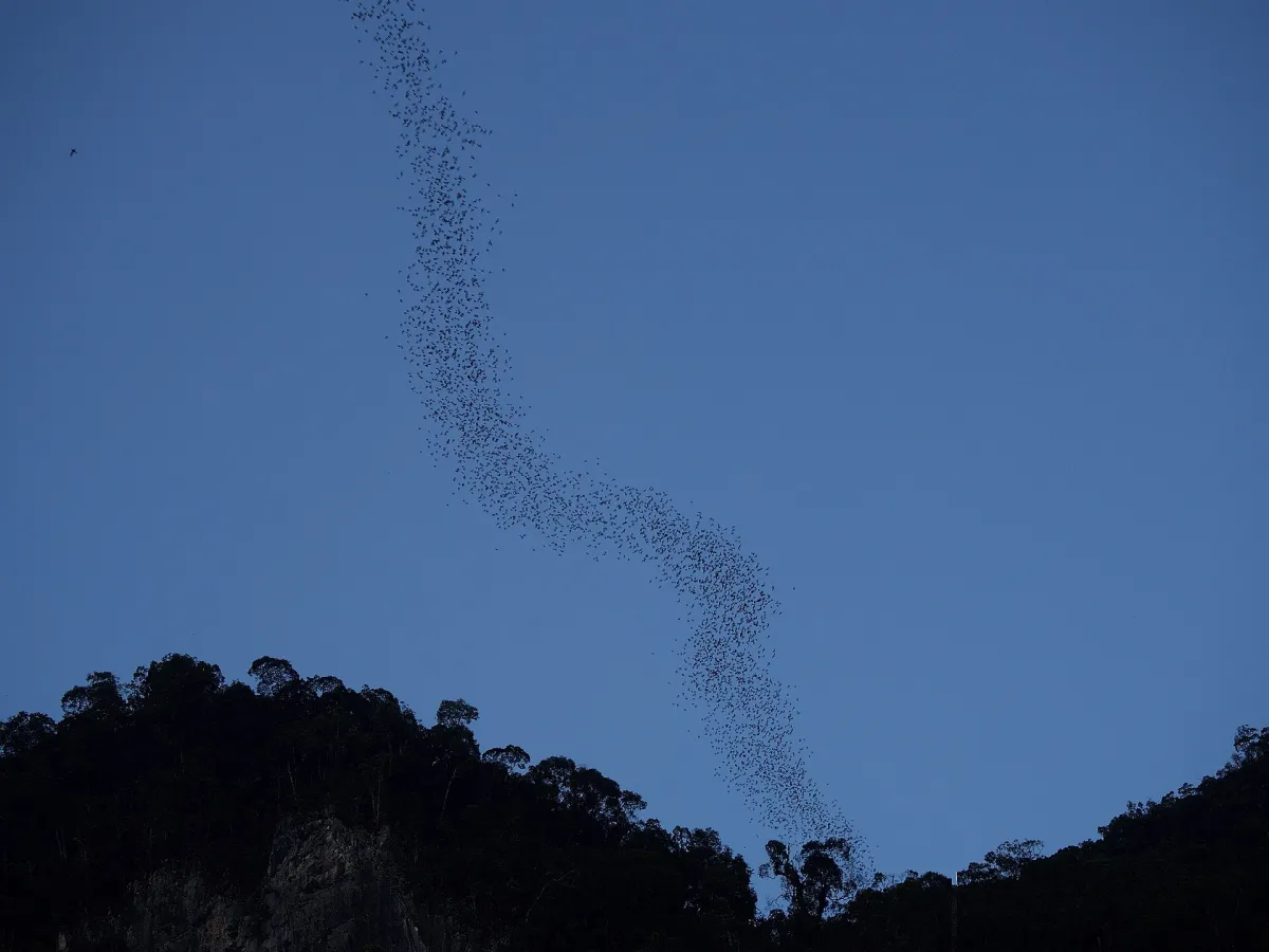 The bat exodus spiralling from Deer Cave at Mulu.
