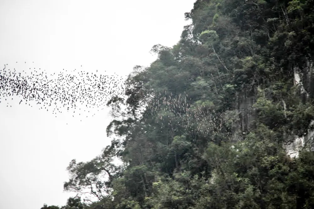 Bat exodus