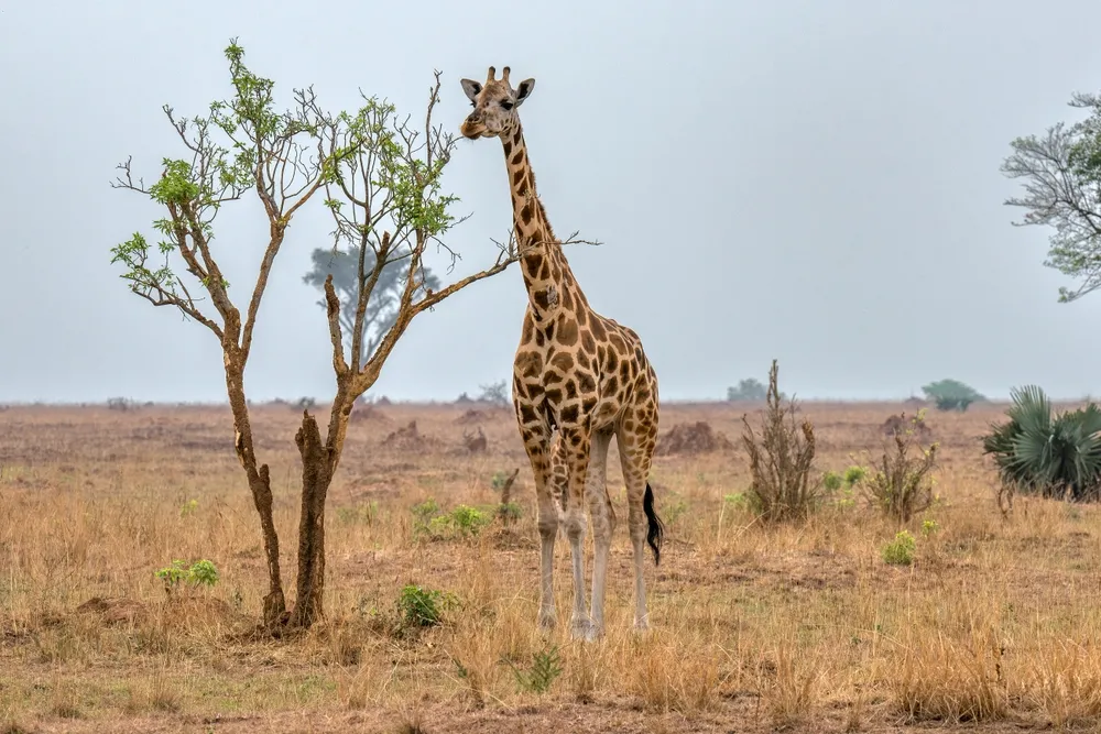 Rothschild's giraffe