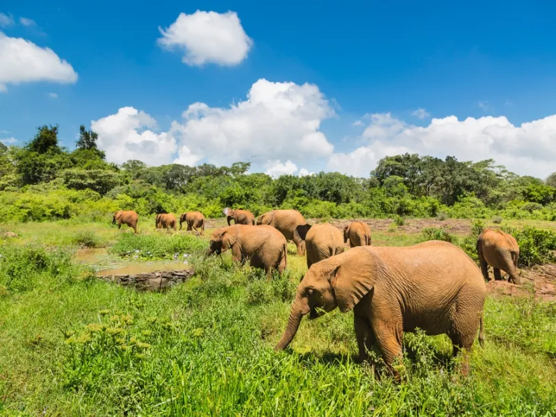 Elephant