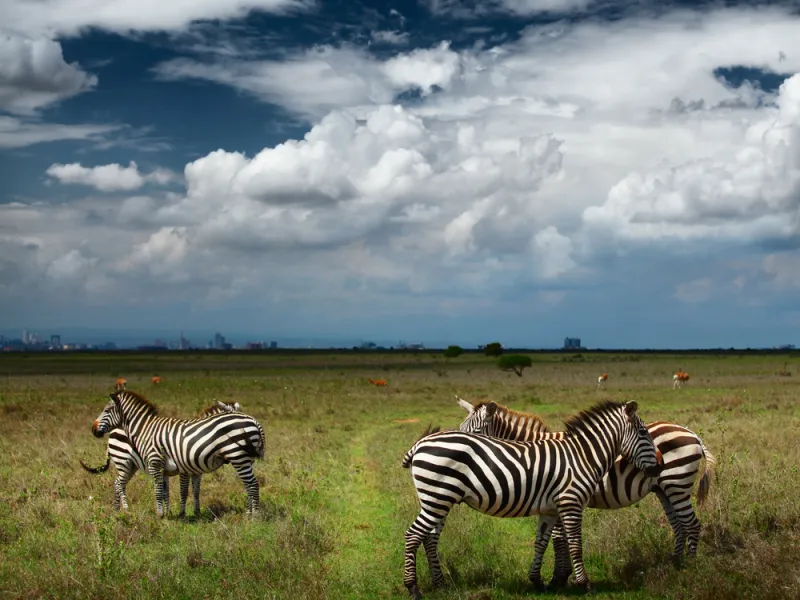 A black rhino grazing in Nairobi National Park with the city towers behind.