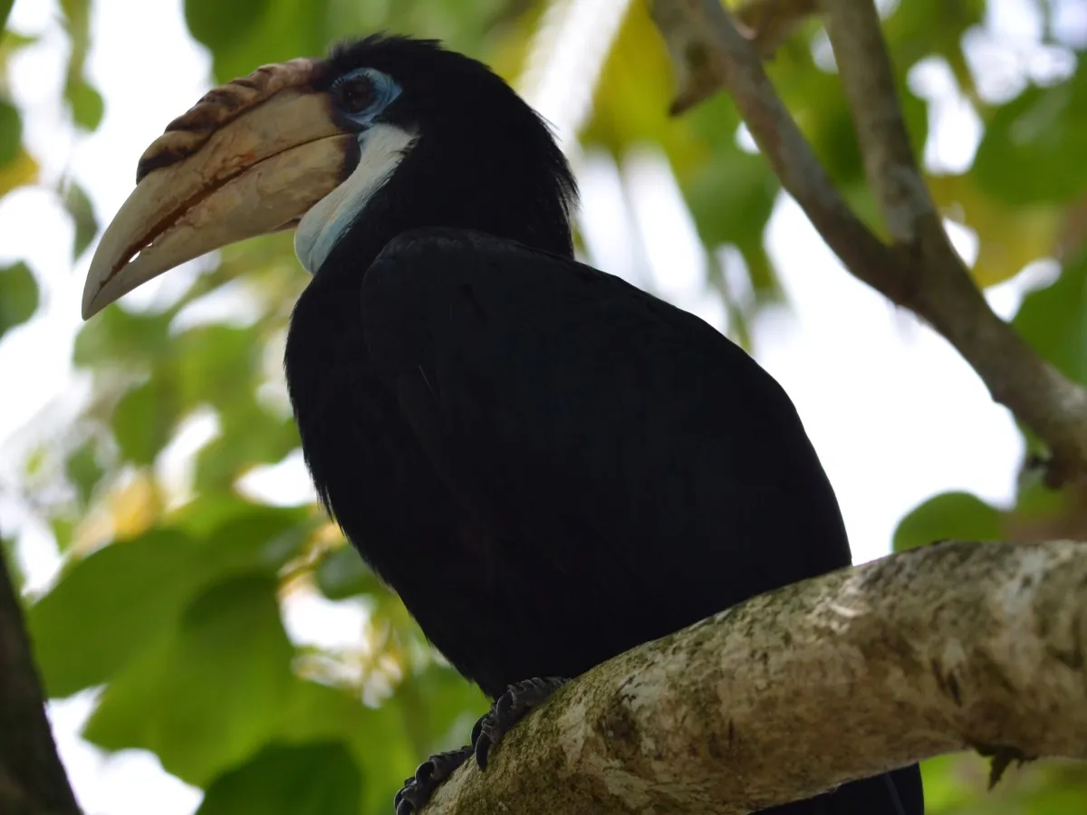 Blyth's hornbill