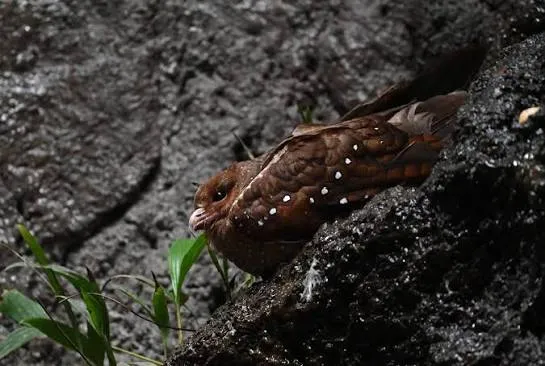 Oilbird