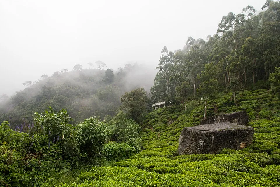 Tea estate walk