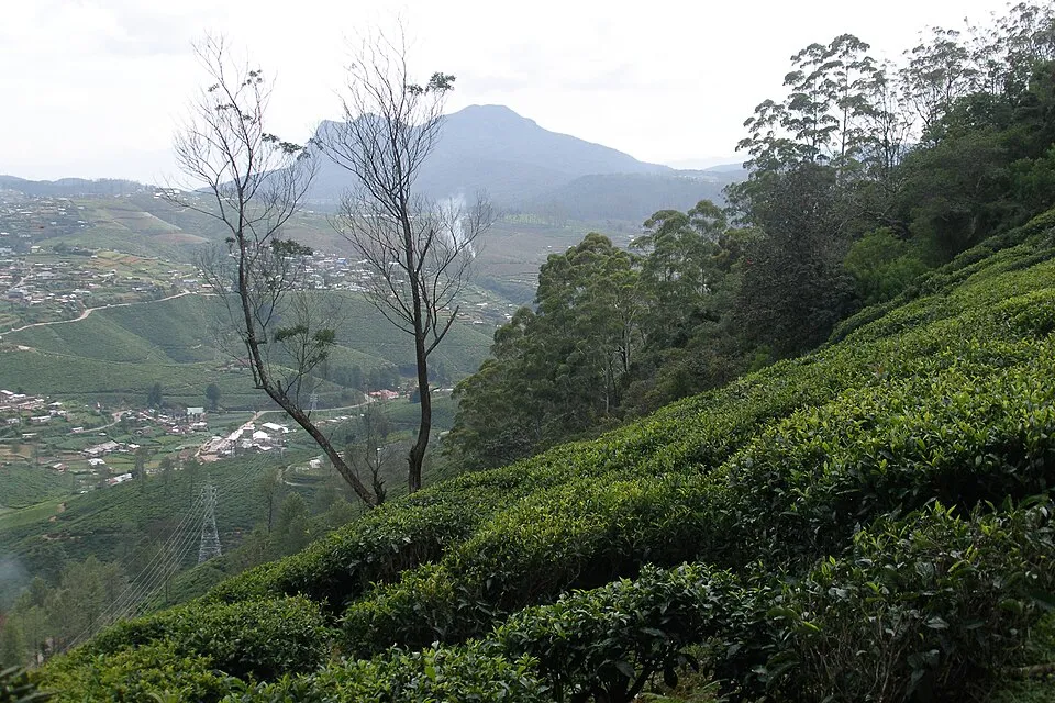 Nuwara Eliya — tea country.