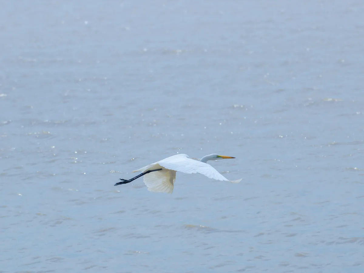 Rufiji boat safari
