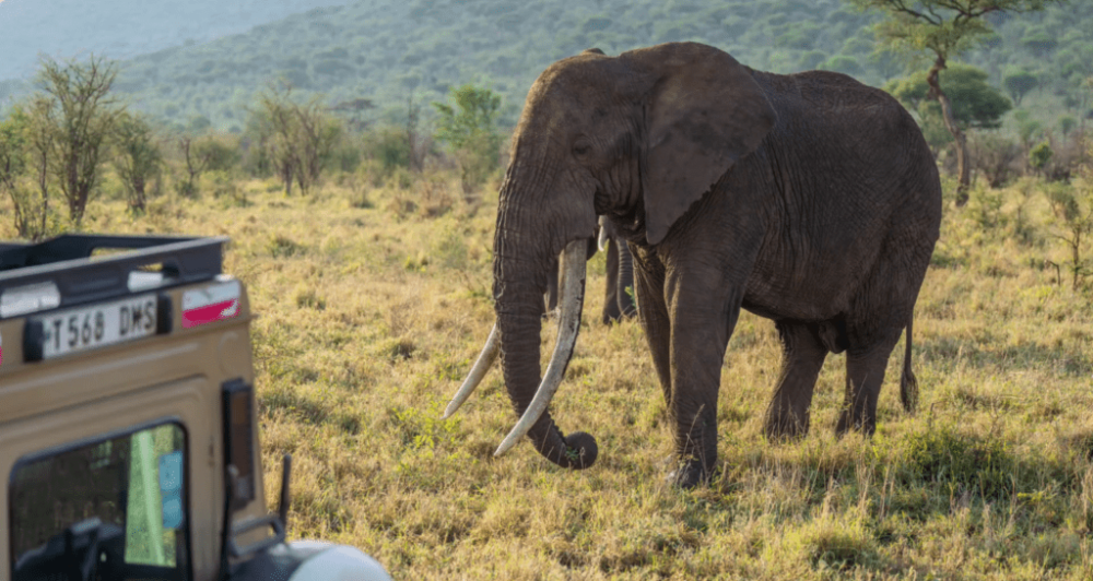 Walking safari