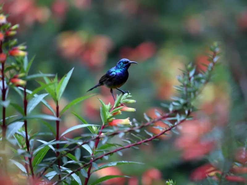 Rift-endemic birds