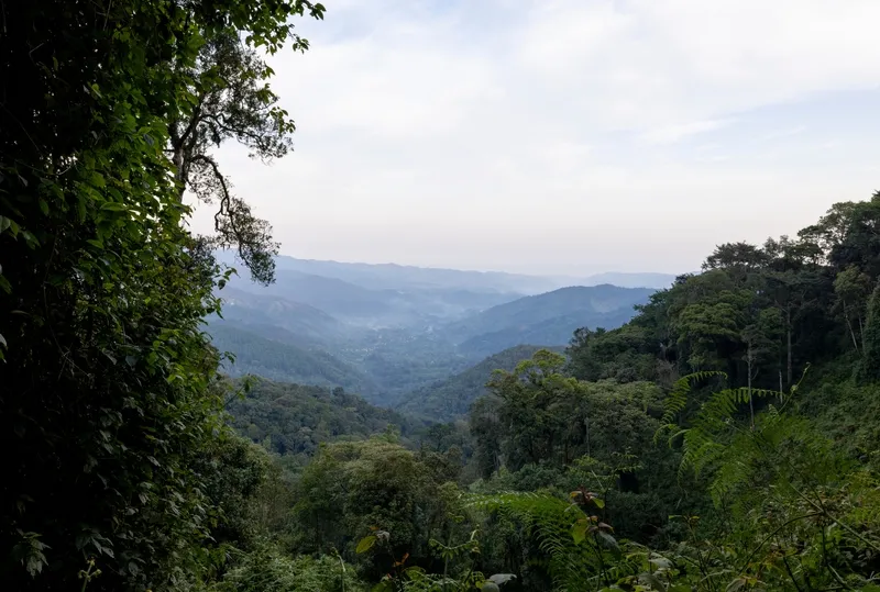Colobus and the canopy walk