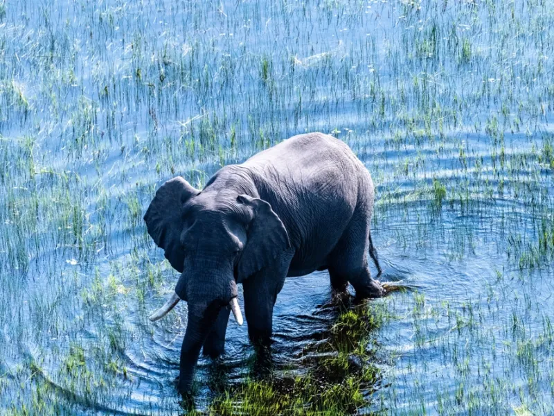 Elephant