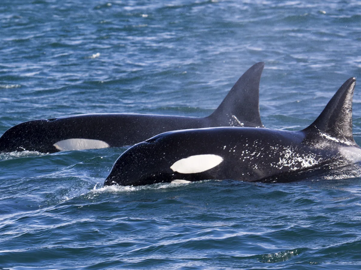 Orca