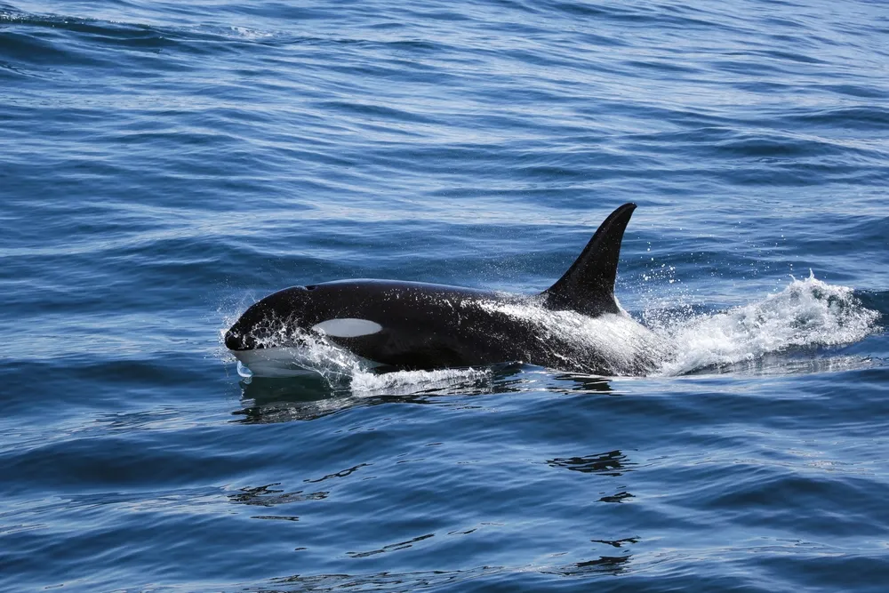 Orca