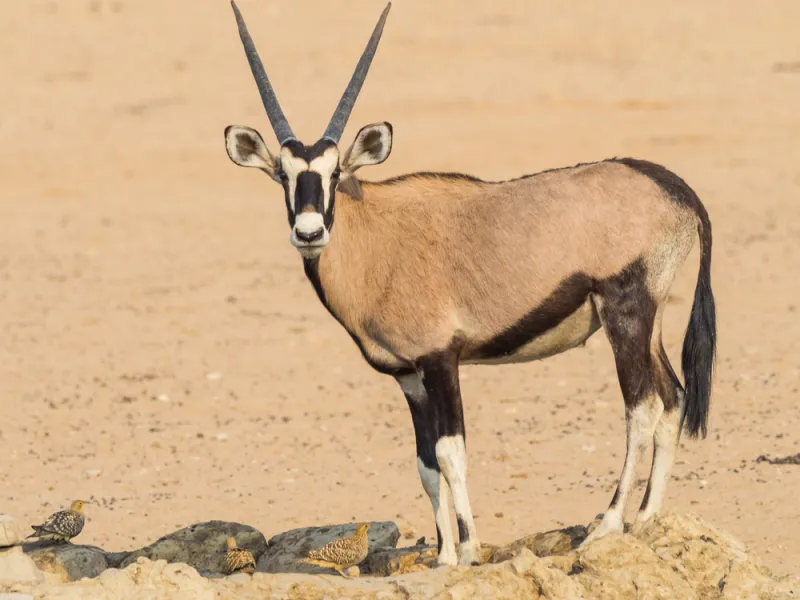 Oryx
