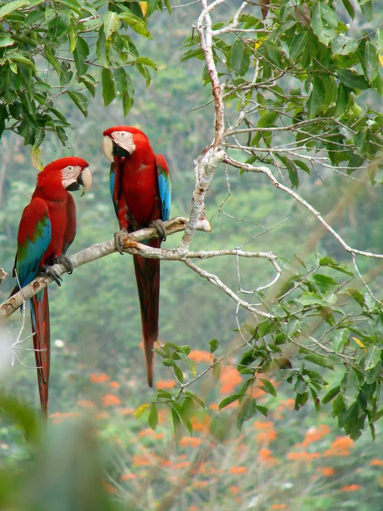 Madidi Wildlife Explorer