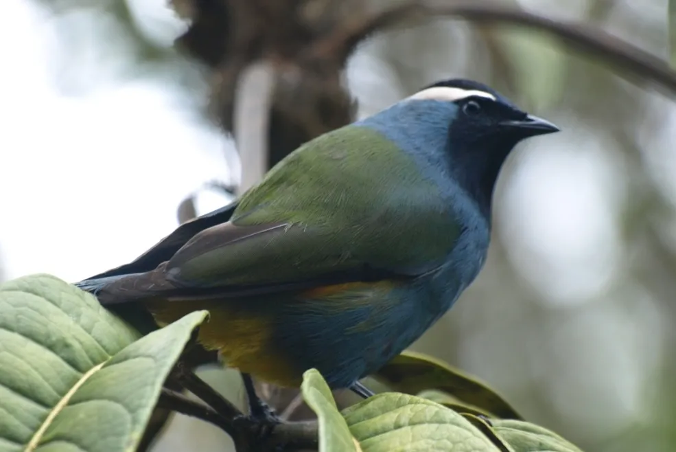 Crested berrypecker
