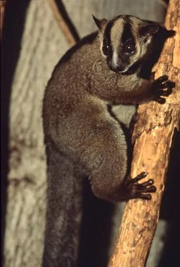 Pale fork-marked lemur