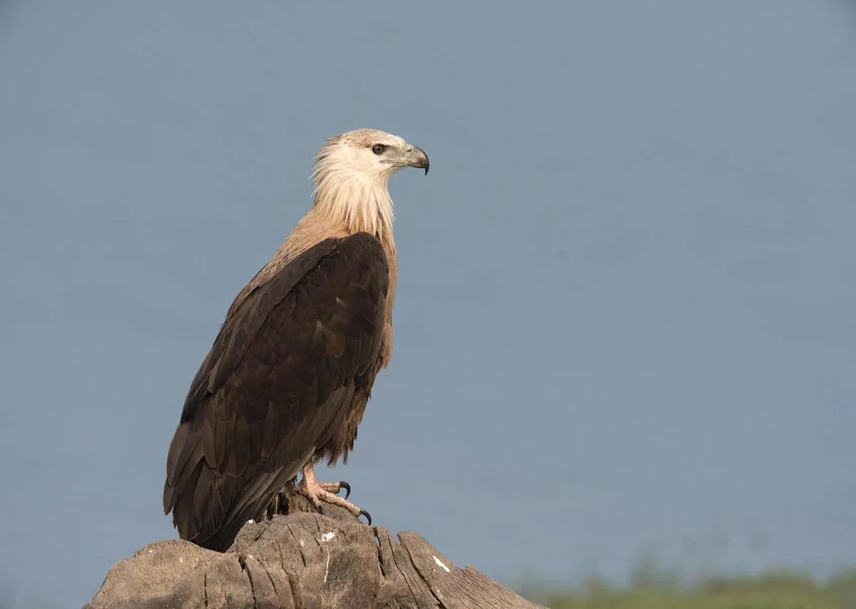 Pallas's fish eagle