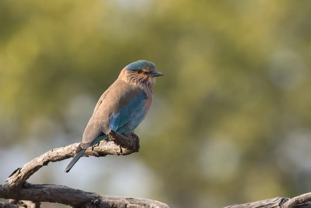 Panna Bandhavgarh