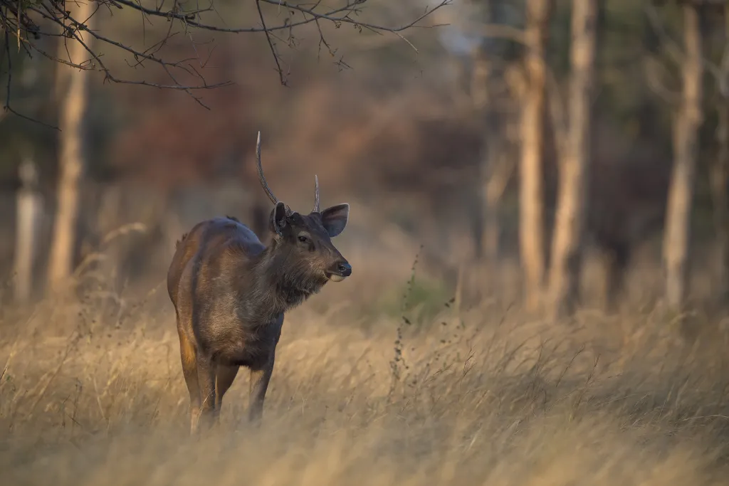Panna Tiger Safari