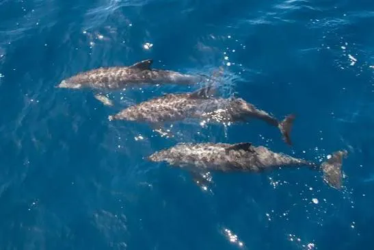 Pantropical spotted dolphin