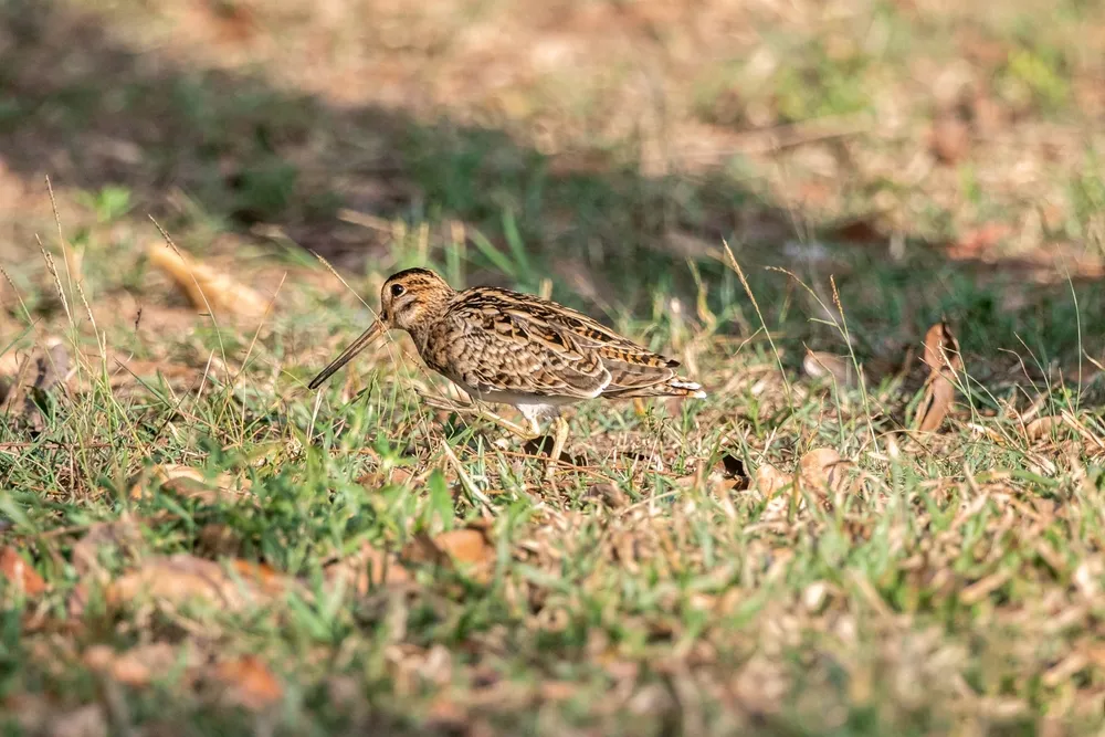 Páramo birding